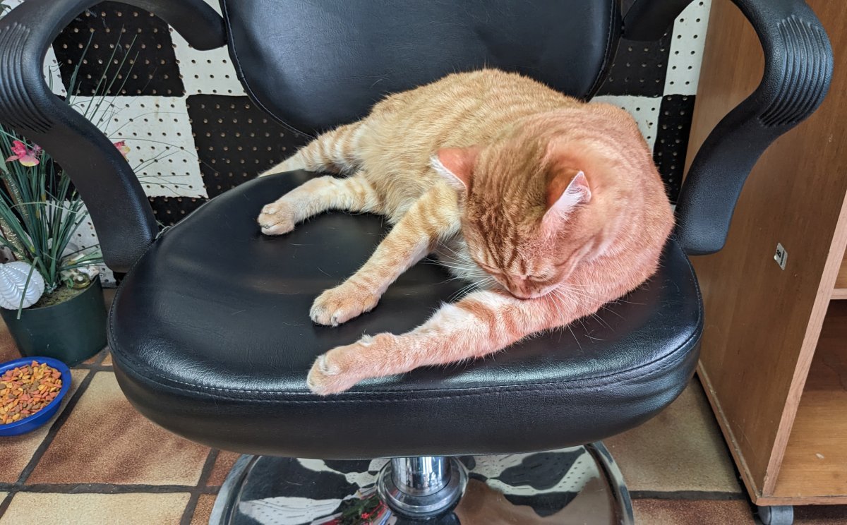 Student Pulls ‘All-Nighter’ for Morning Exam, Cat’s Response Melts Hearts