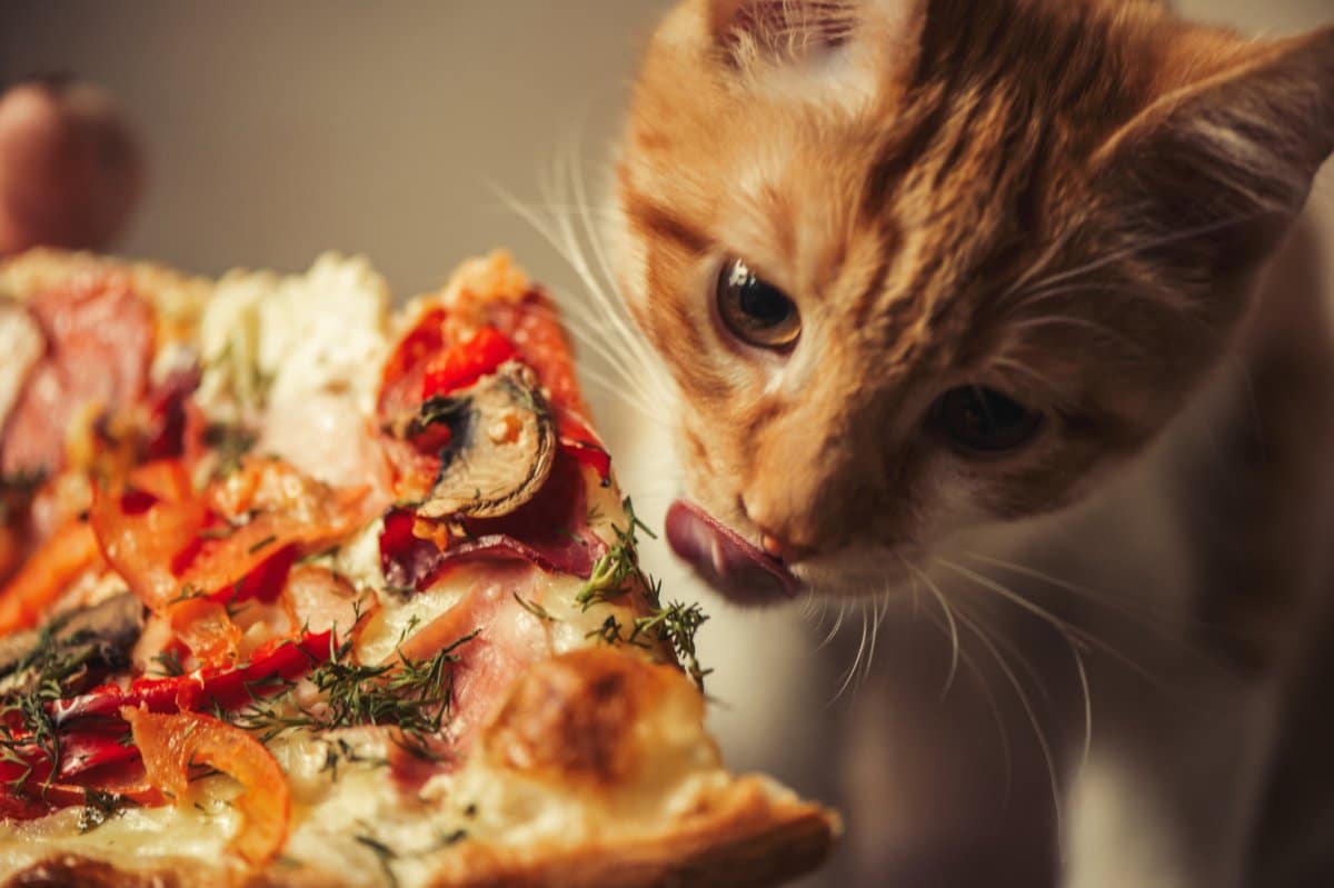 Cat Owner Tries to Enjoy Pizza, but Orange Boy Has Other Plans