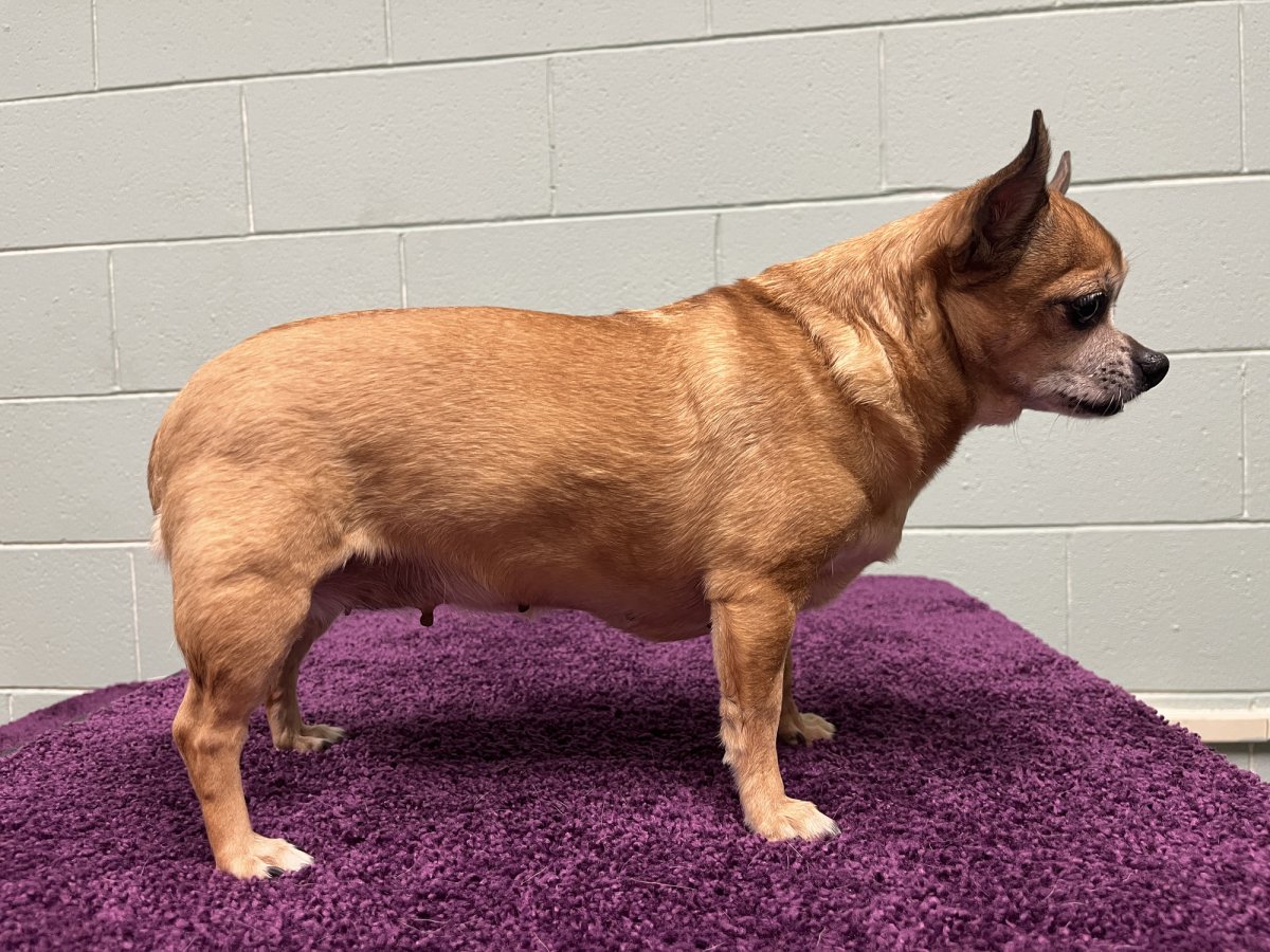 Description of Shelter Dog on Adoption Site Goes Viral: ‘Sure to Hate You’