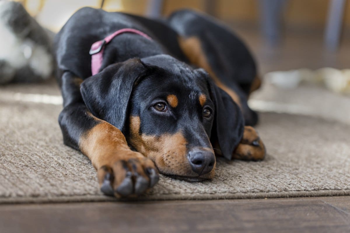 Stock image of Doberman puppy.