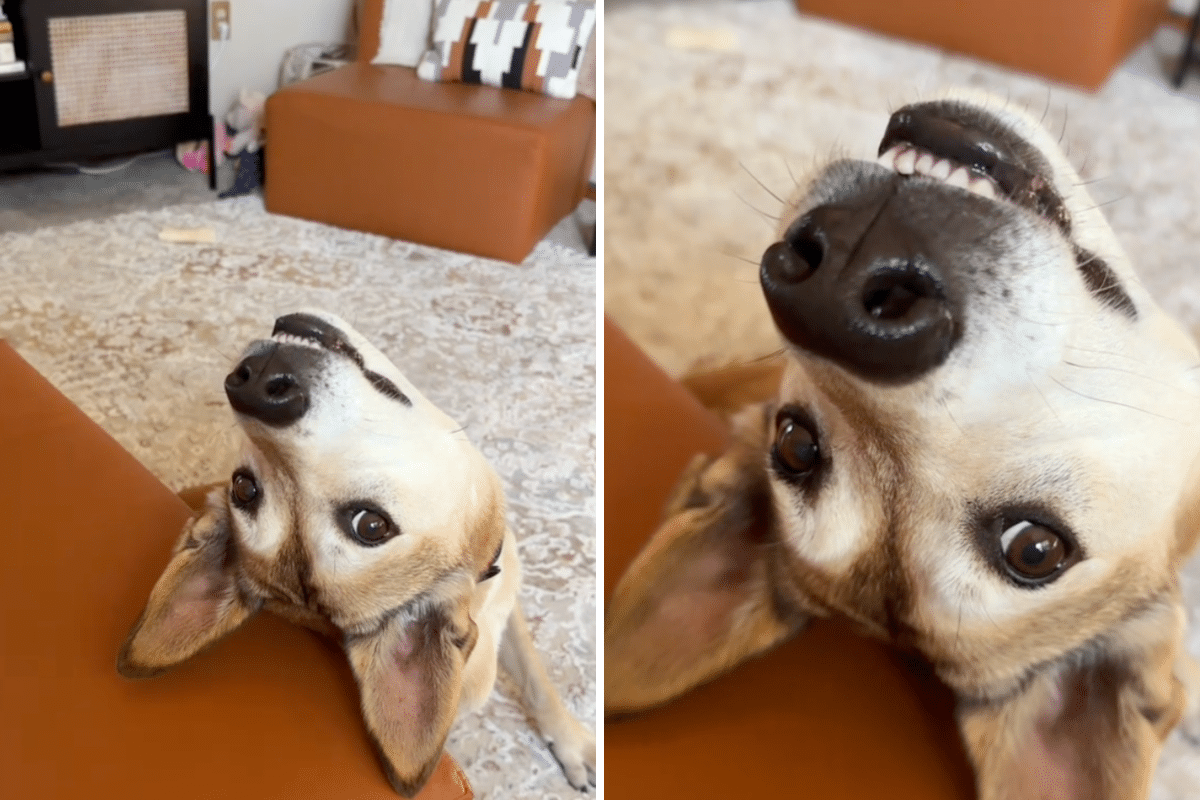 Teddy's upside down begging.