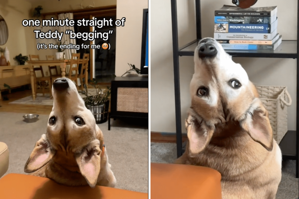 Hysterics at Dog’s Bizarre ‘Upside Down’ Method of Begging for Food