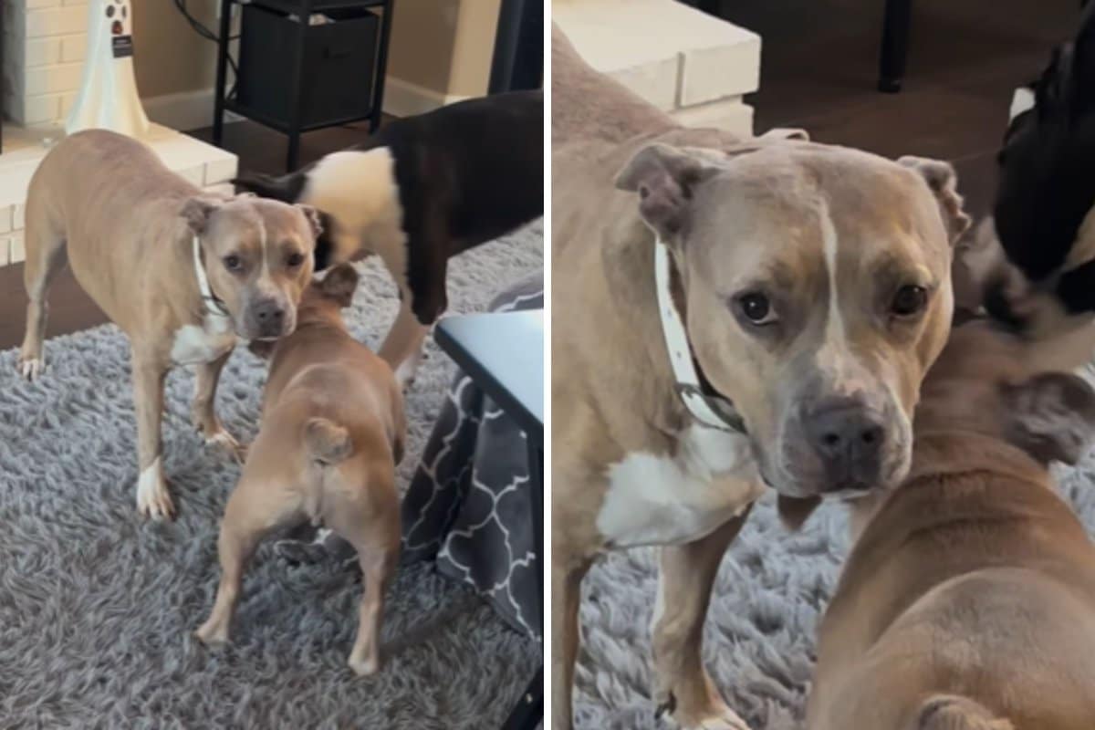 Exact Moment Dog Realizes She’s the ‘Third Wheel’ Caught on Camera