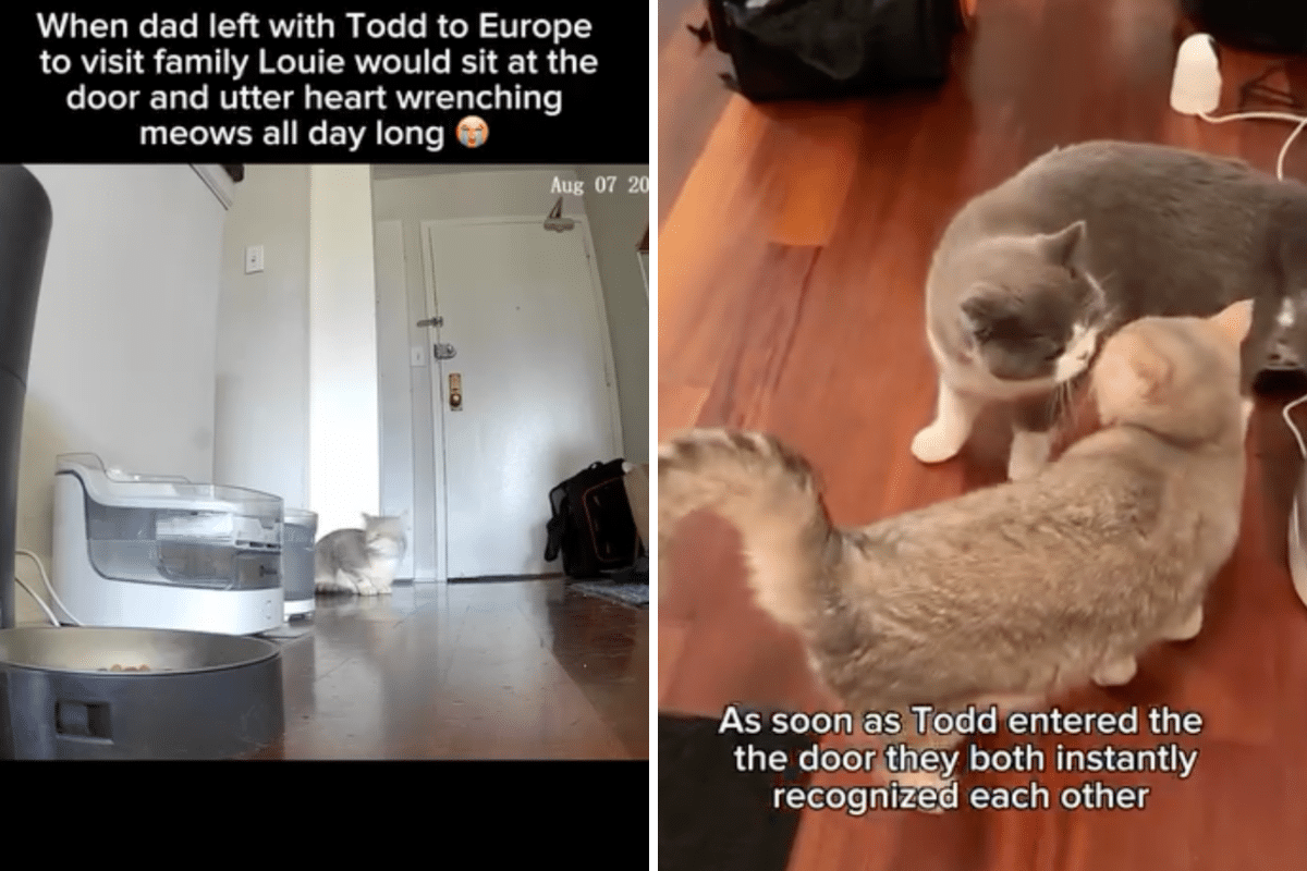 Tears at What Cat Does When Separated From ‘Bonded’ Brother for First Time