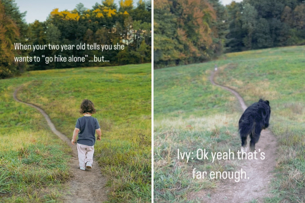 Toddler Explores Trail on Her Own, Bernese Mountain Dog Knows What to Do