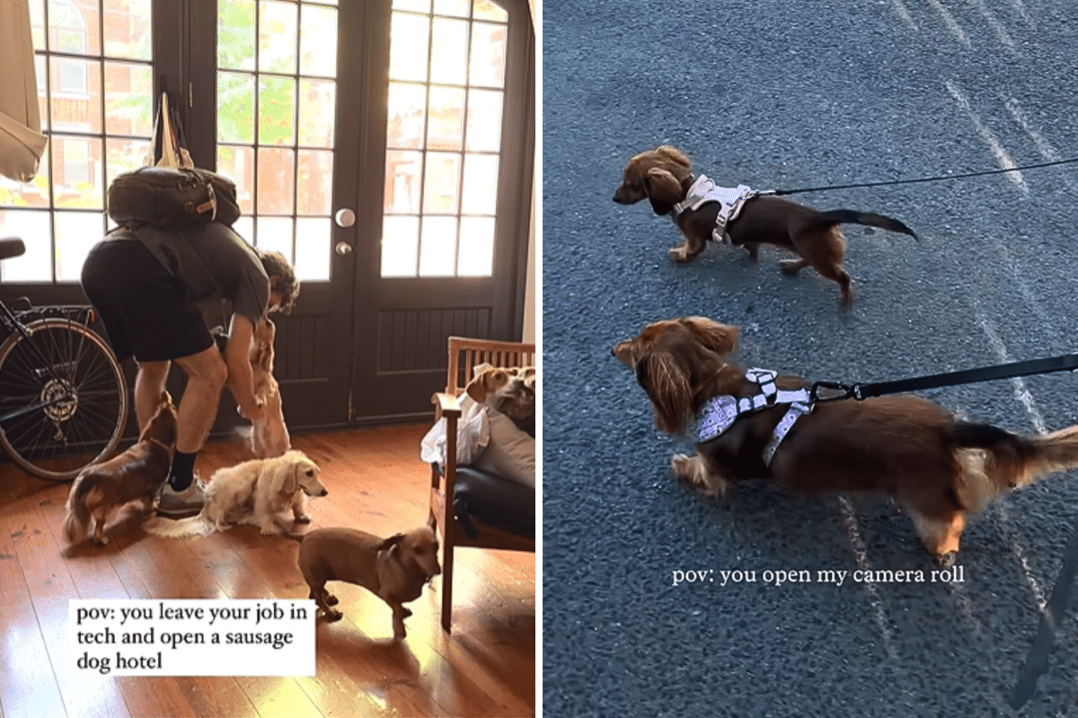 Millennial Couple Quit Their 9-5s To Open Dachshund Dog Hotel: ‘The Dream’