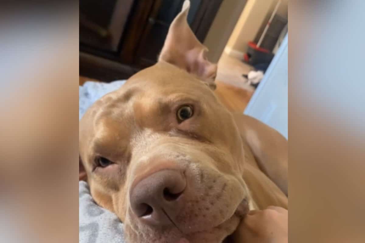 ‘Sleepy’ Dog’s Ears Can’t Help but React to Start of His Favorite Sentence