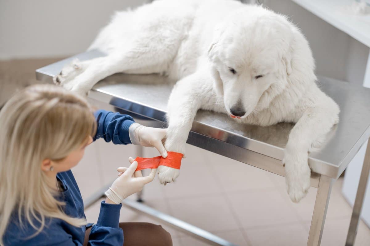 Dog’s Sulking Over Sibling’s Bandage Has Internet in Stitches