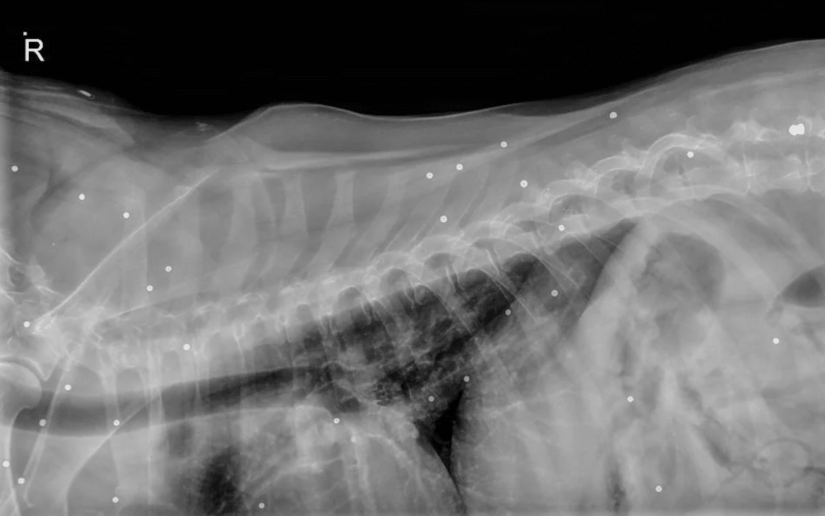 Momo the dog's X-ray results.