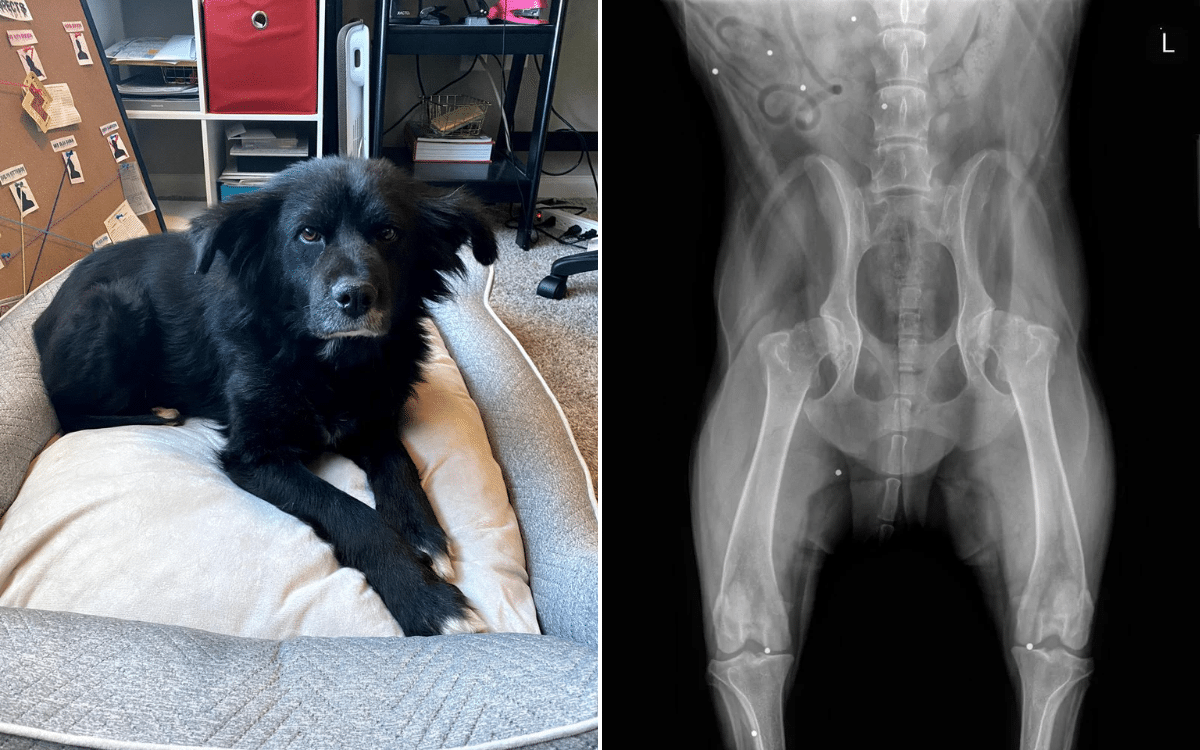 Momo went in for a routine X-ray.