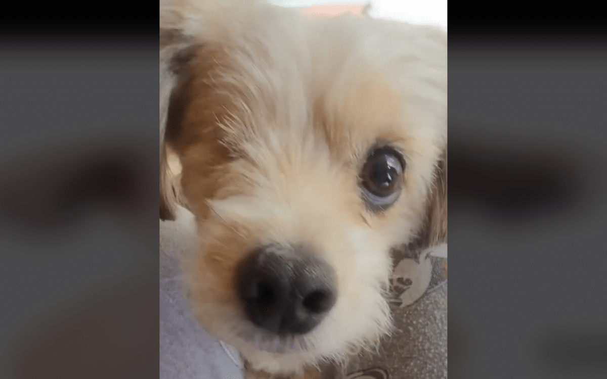 Winky the one-eyed rescue dog.