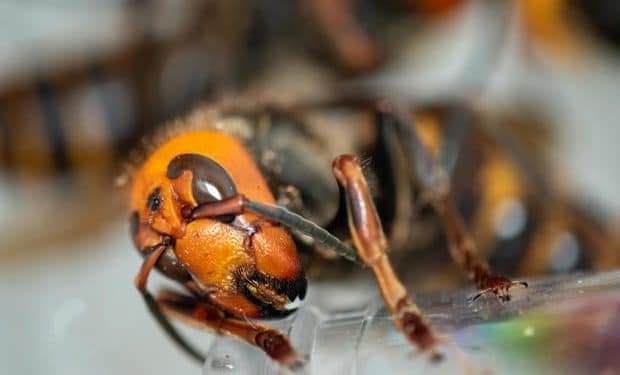 Good news you may have missed in 2024