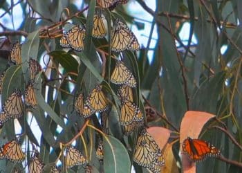 Beloved monarch butterfly populations are shrinking, officials warn