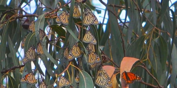 Beloved monarch butterfly populations are shrinking, officials warn