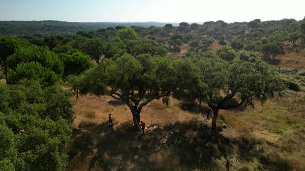 cork-forest.jpg 
