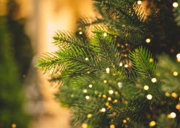 Still need to buy a Christmas tree? Here’s the good news.