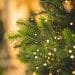 Still need to buy a Christmas tree? Here’s the good news.