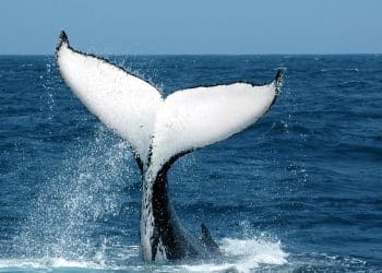 Humpback whale makes one of the longest migrations ever recorded
