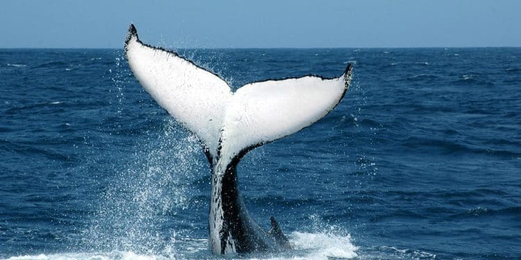 Humpback whale makes one of the longest migrations ever recorded
