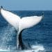 Humpback whale makes one of the longest migrations ever recorded