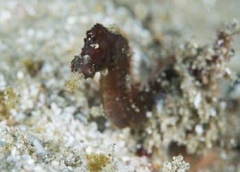 New species, including “blob-headed” fish, identified across world in 2024