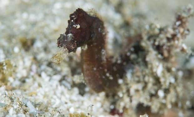 New species, including “blob-headed” fish, identified across world in 2024