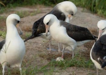 Wisdom, the world’s oldest-known wild bird, lays an egg at 74