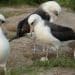 Wisdom, the world’s oldest-known wild bird, lays an egg at 74