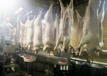 Child labor in slaughterhouses spotlighted by 3 settlements this week