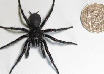 Scientists discover larger, more venomous spiders