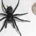 Scientists discover larger, more venomous spiders