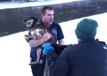 Dramatic rescue of dog from freezing river in Vermont caught on video