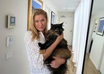 Cat mistakenly left on a plane, takes 3 trips covering 4,500 miles