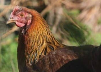 First U.S. bird flu death reported in Louisiana after severe case of H5N1