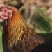 First U.S. bird flu death reported in Louisiana after severe case of H5N1