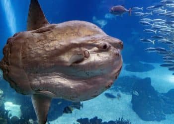 Sunfish that got sick recovers — thanks to human cutouts