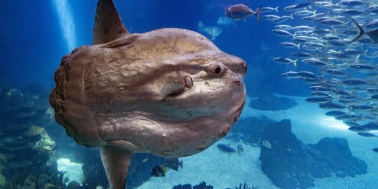 Sunfish that got sick recovers — thanks to human cutouts