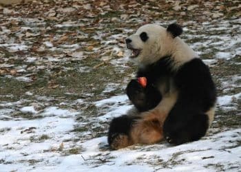 Giant pandas debut to public at National Zoo, continuing historic partnership
