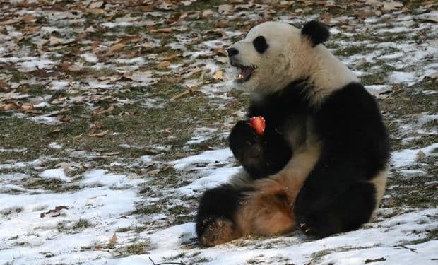 Giant pandas debut to public at National Zoo, continuing historic partnership