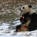 Giant pandas debut to public at National Zoo, continuing historic partnership
