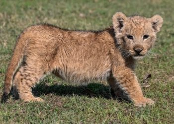 YouTube star arrested after lion cub causes wedding chaos