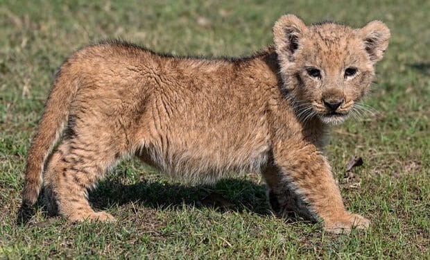 YouTube star arrested after lion cub causes wedding chaos