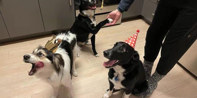 CBS News journalists rescue 3 pets from burning home in Palisades Fire