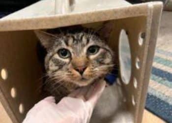 Over 400 pets reunited after fire, 100+ still awaiting owners at Pasadena Humane