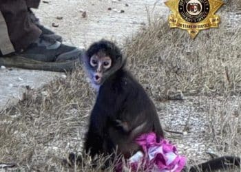 Deputies responding to “bananas situation” find monkey in a pink tutu