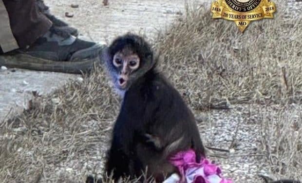 Deputies responding to “bananas situation” find monkey in a pink tutu