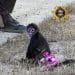 Deputies responding to “bananas situation” find monkey in a pink tutu