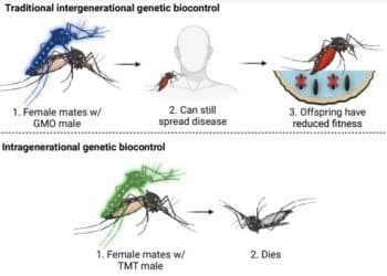 Scientists: “Toxic” semen could kill female mosquitoes, curb disease spread