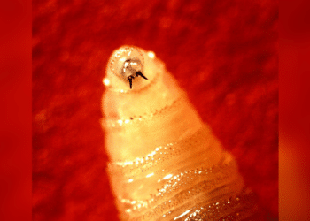 Texas warning of “maneater” screwworms that lay eggs in flesh