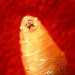 Texas warning of “maneater” screwworms that lay eggs in flesh